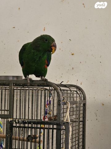 תמונת מודעה - חיות מחמד