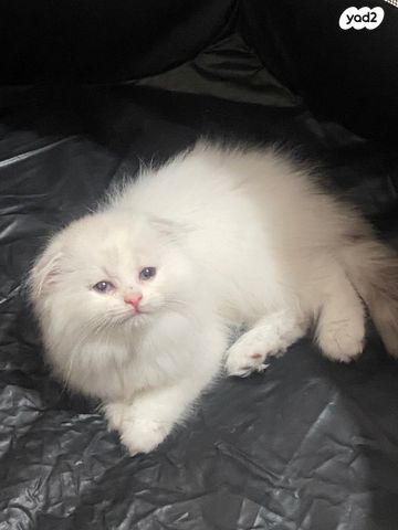 תמונת מודעה - חיות מחמד