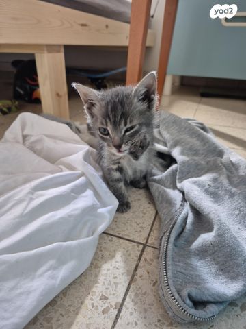 תמונת מודעה - חיות מחמד