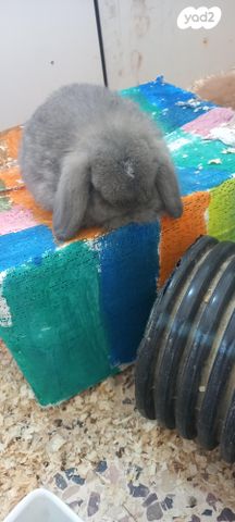 תמונת מודעה - חיות מחמד