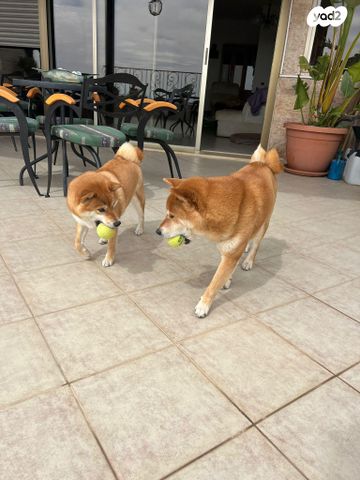 תמונת מודעה - חיות מחמד