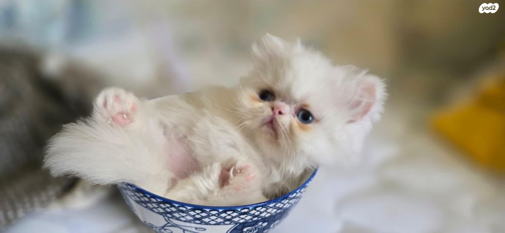 תמונת מודעה - חיות מחמד