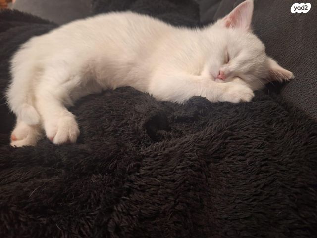 תמונת מודעה - חיות מחמד