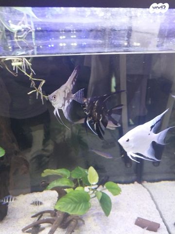 תמונת מודעה - חיות מחמד