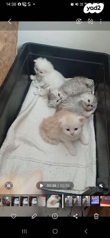 תמונת מודעה - חיות מחמד