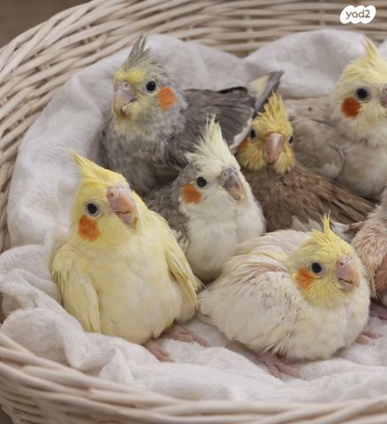 תמונת מודעה - חיות מחמד