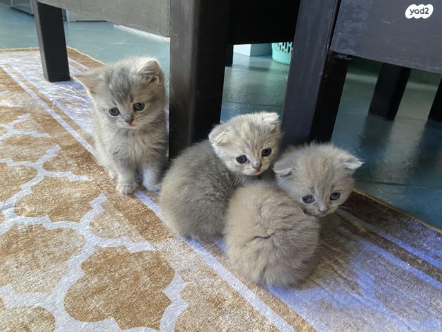 תמונת מודעה - חיות מחמד