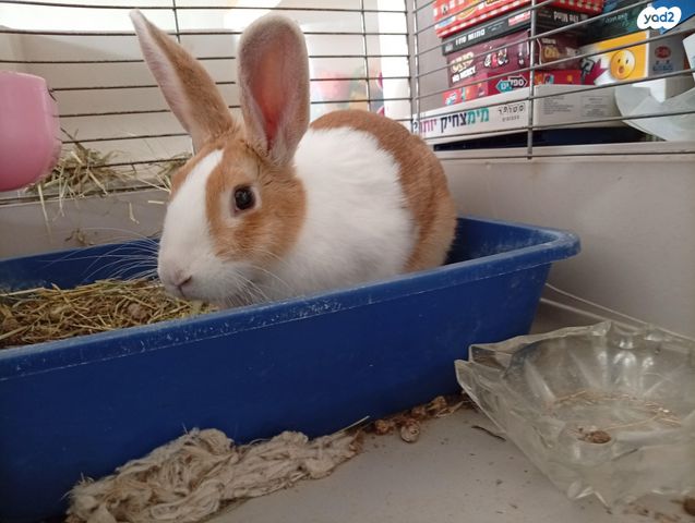 תמונת מודעה - חיות מחמד