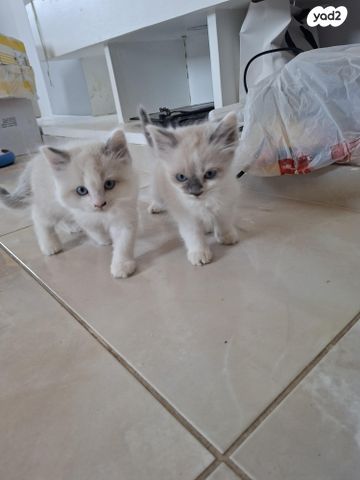 תמונת מודעה - חיות מחמד