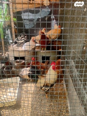 תמונת מודעה - חיות מחמד