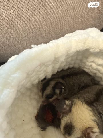 תמונת מודעה - חיות מחמד