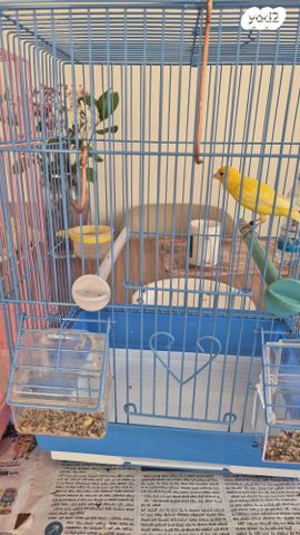 תמונת מודעה - חיות מחמד