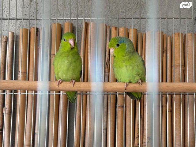 תמונת מודעה - חיות מחמד