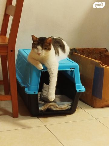 תמונת מודעה - חיות מחמד