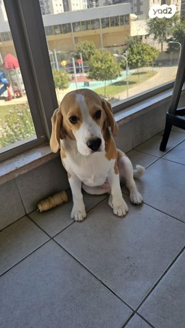 תמונת מודעה - חיות מחמד