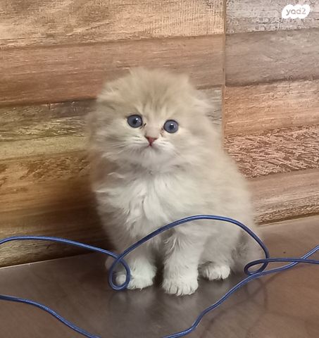 תמונת מודעה - חיות מחמד