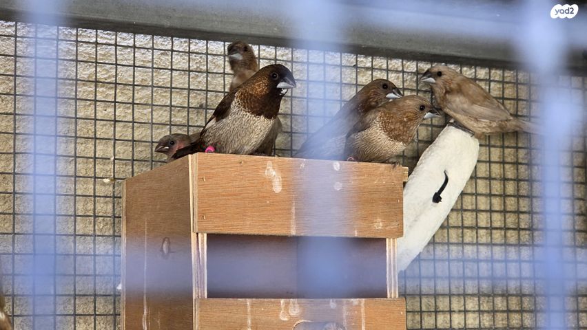 תמונת מודעה - חיות מחמד