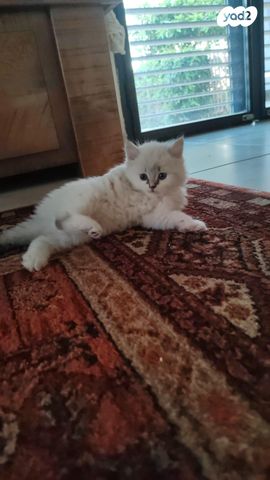 תמונת מודעה - חיות מחמד