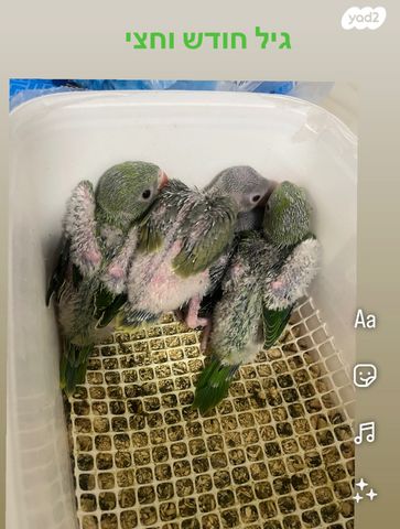 תמונת מודעה - חיות מחמד