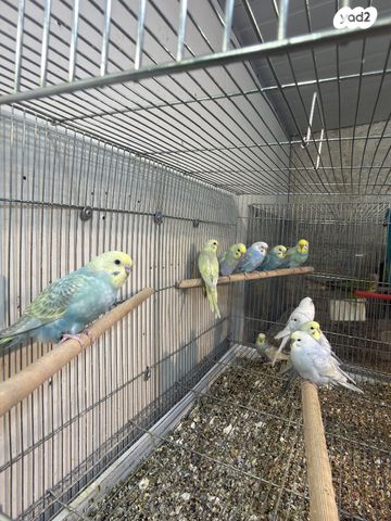 תמונת מודעה - חיות מחמד