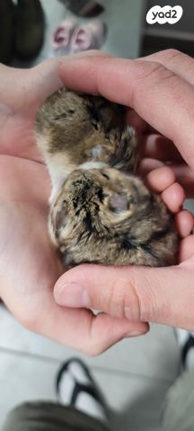 תמונת מודעה - חיות מחמד