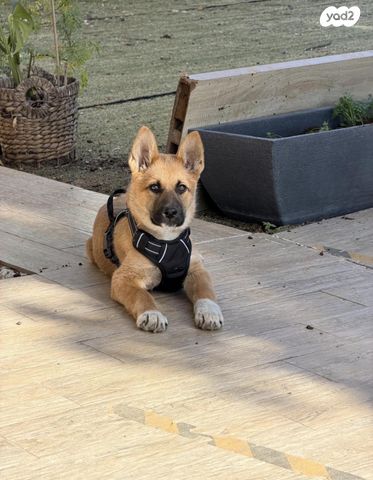 תמונת מודעה - חיות מחמד