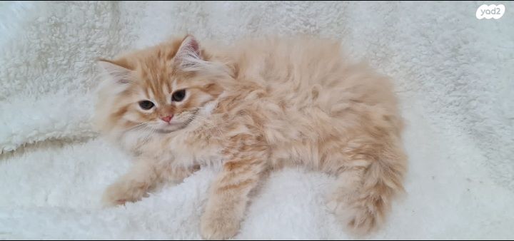 תמונת מודעה - חיות מחמד