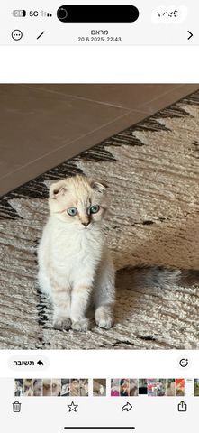 תמונת מודעה - חיות מחמד