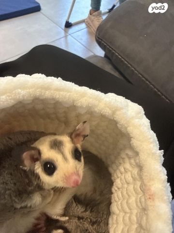 תמונת מודעה - חיות מחמד