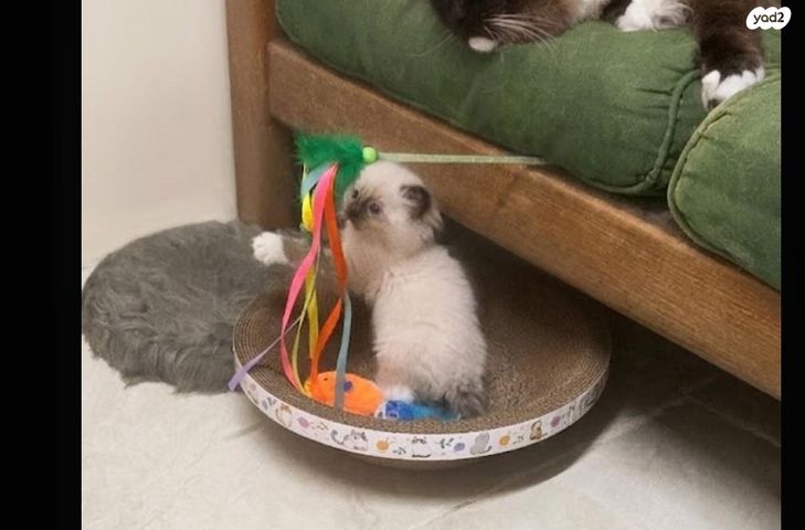 תמונת מודעה - חיות מחמד