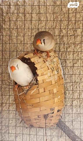 תמונת מודעה - חיות מחמד