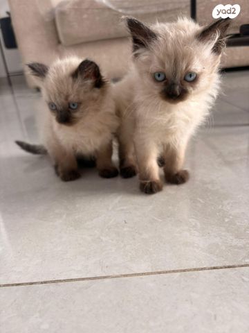 תמונת מודעה - חיות מחמד