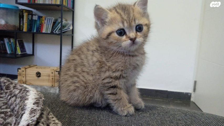 תמונת מודעה - חיות מחמד