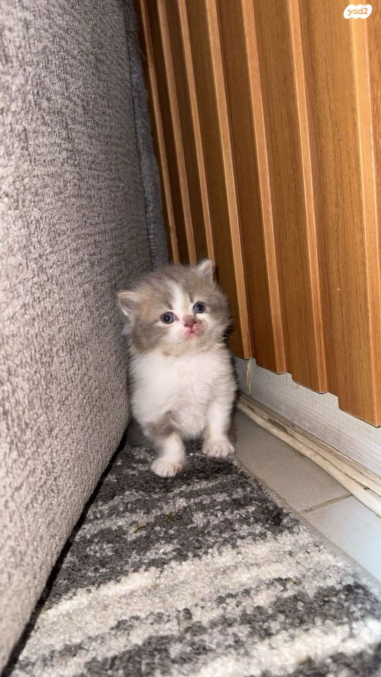 תמונת מודעה - חיות מחמד