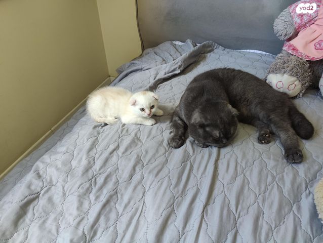 תמונת מודעה - חיות מחמד