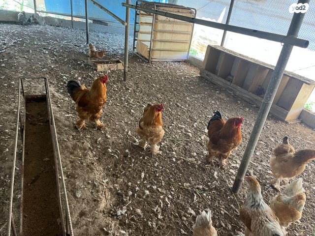 תמונת מודעה - חיות מחמד