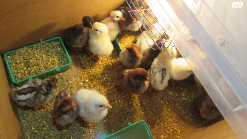 תמונת מודעה - חיות מחמד