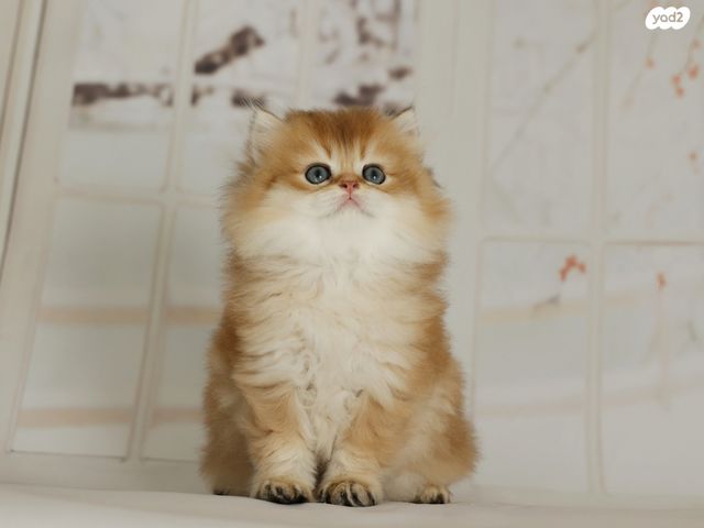 תמונת מודעה - חיות מחמד