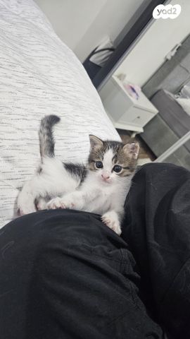 תמונת מודעה - חיות מחמד