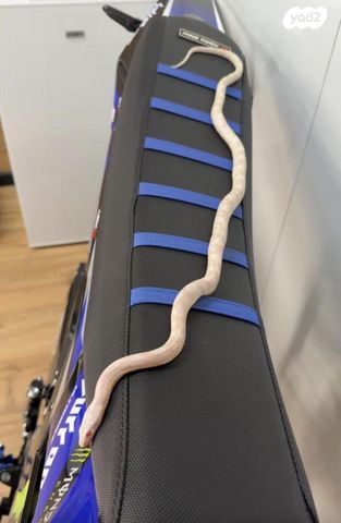 תמונת מודעה - חיות מחמד