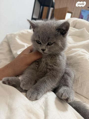 תמונת מודעה - חיות מחמד