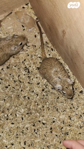 תמונת מודעה - חיות מחמד