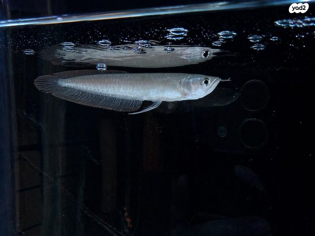 תמונת מודעה - חיות מחמד