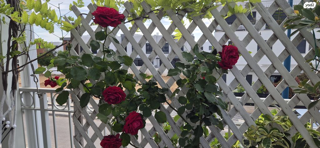 יער חורשים 38