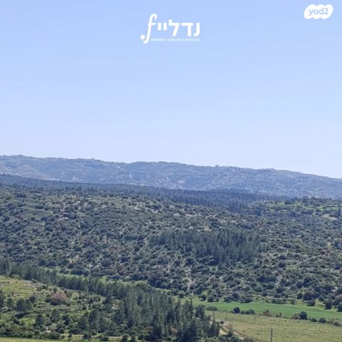 רועי קליין 25