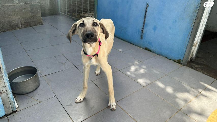 תמונת מודעה - חיות מחמד