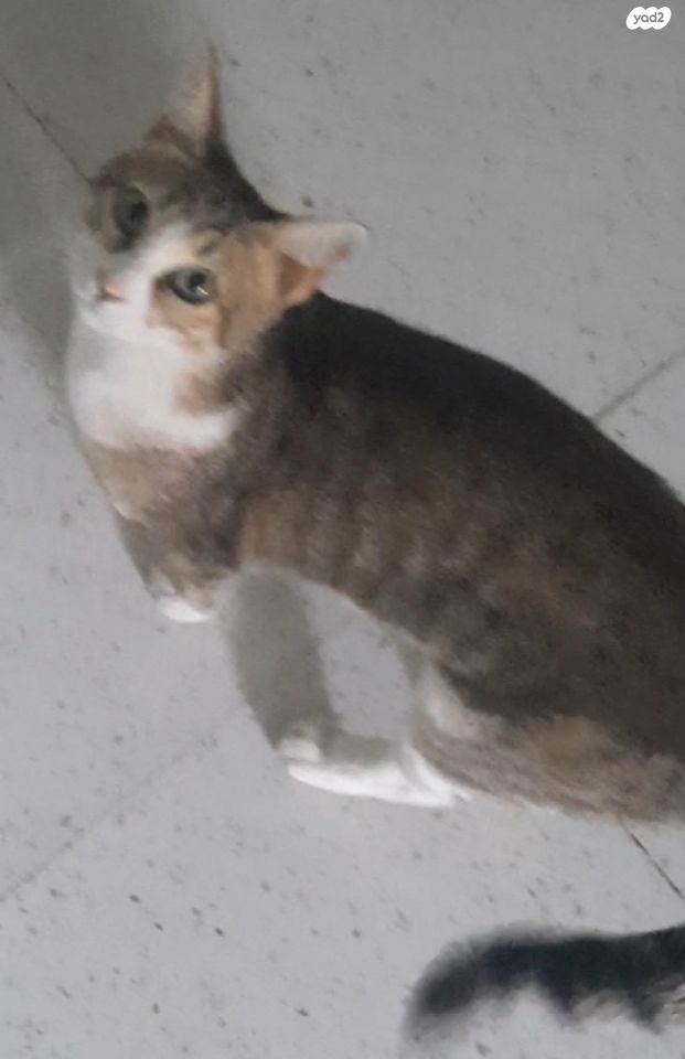 תמונת מודעה - חיות מחמד