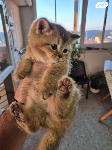 תמונת מודעה - חיות מחמד