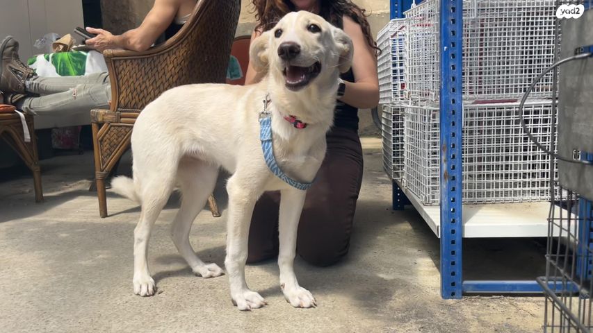 תמונת מודעה - חיות מחמד