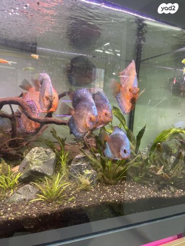 תמונת מודעה - חיות מחמד